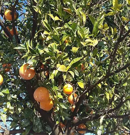 Casinha Da Avo Vakantieboerderij Mamua